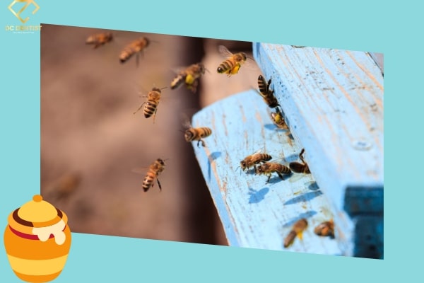 cách chữa đau răng bằng mật ong, chữa đau răng bằng mật ong, chữa sâu răng bằng mật ong